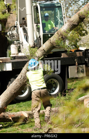 Tree service HOMMES RETRAIT grand arbre Banque D'Images