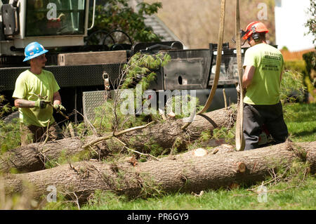 Tree service HOMMES RETRAIT grand arbre Banque D'Images