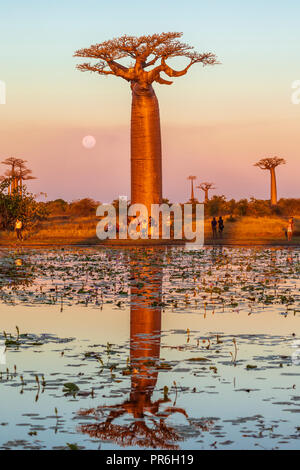 Incroyable coucher du soleil à Madagascar près de l'allée de baobab Banque D'Images