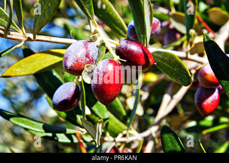 Grèce, Macédoine, Messénie, olivier, olives, Koroneiki variété Banque D'Images