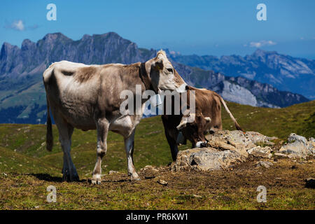 Vilters-Wangs sa dans le canton de Saint-Gall en Suisse. Enherbement des bovins dans les Alpes suisses. Banque D'Images