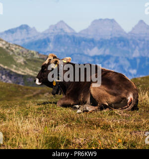 Vilters-Wangs sa dans le canton de Saint-Gall en Suisse. Enherbement des bovins dans les Alpes suisses. Banque D'Images