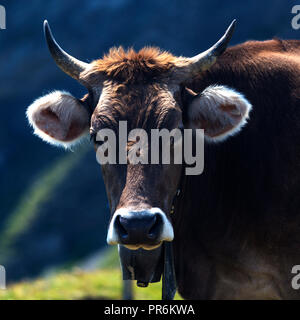 Vilters-Wangs sa dans le canton de Saint-Gall en Suisse. Enherbement des bovins dans les Alpes suisses. Banque D'Images