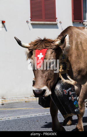 Vilters-Wangs sa dans le canton de Saint-Gall en Suisse.Alpabfahrt celabration manuelle lorsque les vaches retour d'Hautes Alpes de la vallée de Banque D'Images