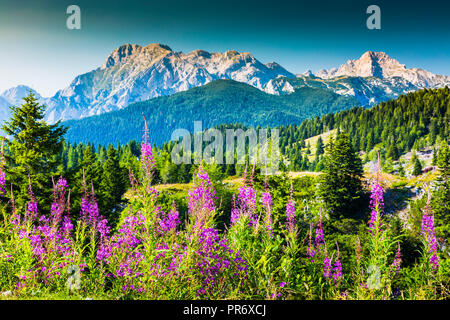 Montagne en été avec des fleurs. Banque D'Images