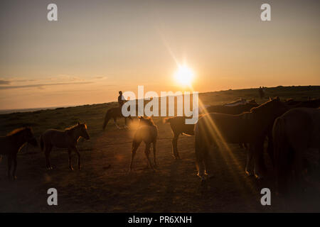 Un homme vu à cheval pour déplacer ses animaux à un autre emplacement au cours de la soirée, alors que le soleil se couche à côté de la petite ville d'Adaatsag Dundgovi dans la province de la Mongolie centrale. Banque D'Images