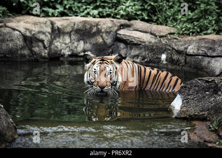 Le tigre de Malaisie se baignant dans la piscine du zoo de Melaka à Melaka, en Malaisie Banque D'Images