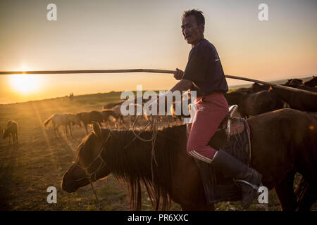 Un homme vu à cheval pour déplacer ses animaux à un autre emplacement au cours de la soirée, alors que le soleil se couche à côté de la petite ville d'Adaatsag Dundgovi dans la province de la Mongolie centrale. Banque D'Images