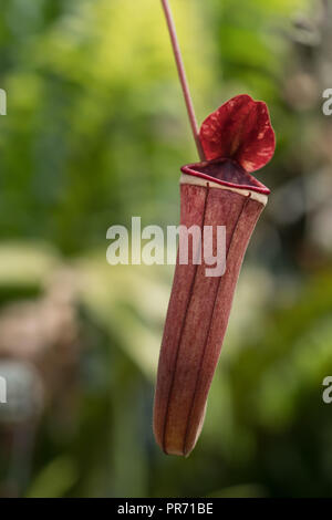 Plante carnivore en attente de piéger et de consommer des insectes pour ses nutriments Banque D'Images