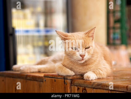 Portrait de nice chat jaune se détendre à La Valette, Malte dans la rue. Chat dans la Valette. Chat maltais. Grand chat jaune close up isolés en zone floue Banque D'Images