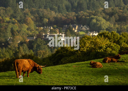 Les vaches highland écossais, Bull, femme et des jeunes dans le champ, en Écosse, Royaume-Uni Banque D'Images