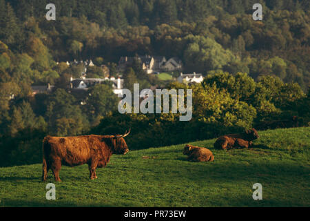 Les vaches highland écossais, Bull, femme et des jeunes dans le champ, en Écosse, Royaume-Uni Banque D'Images