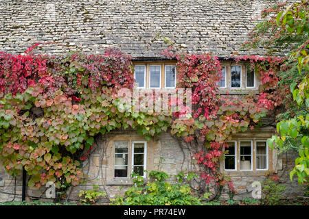 Feuilles de vigne changeant de couleur couvrant un chalet mur. Abaisser Oddington, Cotswolds, Gloucestershire, Angleterre Banque D'Images