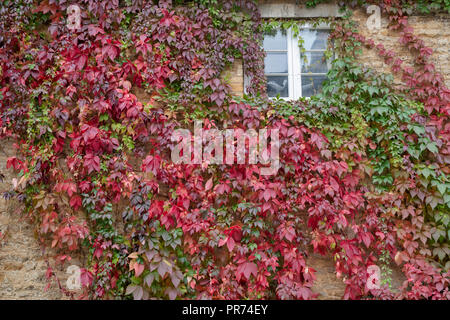 Parthenocissus quinquefolia.Virginia creeper / ivy cottage américain couvrant un mur. Abaisser Oddington, Cotswolds, Gloucestershire, Angleterre Banque D'Images