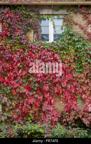 Parthenocissus quinquefolia.Virginia creeper / ivy cottage américain couvrant un mur. Abaisser Oddington, Cotswolds, Gloucestershire, Angleterre Banque D'Images