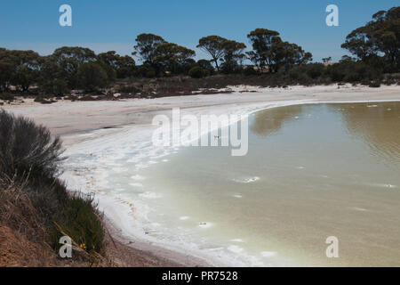 Chinocup Nature Reserve l'ouest de l'Australie, avec le paysage des rives du lac salé Banque D'Images