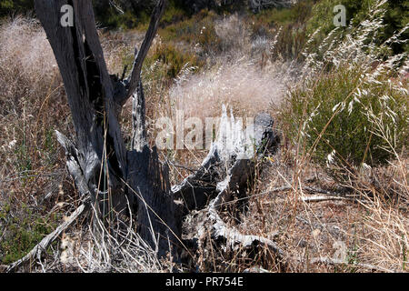 Chinocup Nature Reserve l'ouest de l'Australie, les herbes indigènes et dead tree trunk Banque D'Images