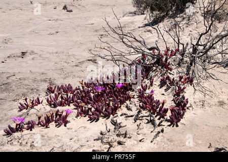 Chinocup Nature Reserve l'ouest de l'Australie, la floraison pourpre tété de l'ampleur dans tout le paysage désertique Banque D'Images