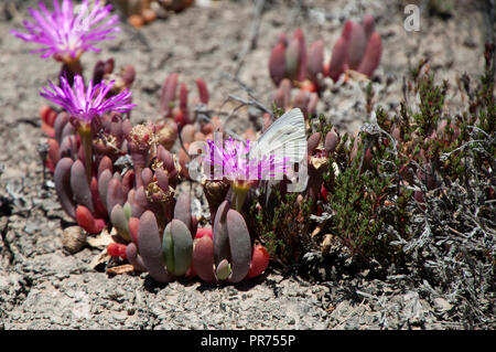 Chinocup Nature Reserve l'ouest de l'Australie, la floraison pourpre tété avec papillon blanc Banque D'Images