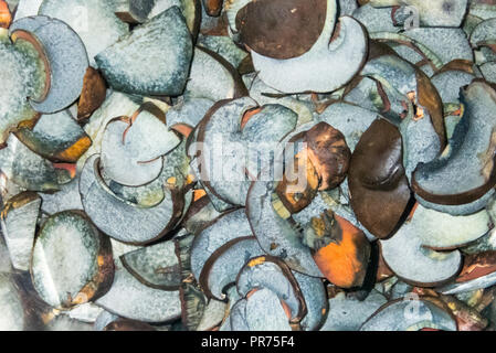 De nombreux freshly sliced et oxydées bleu parsemé de champignons bolets souches prête pour la cuisson Banque D'Images