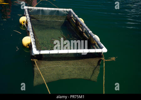 Cage sous-marine avec des rabbitfishes forktail, Siganus argenteus, Pohnpei, États fédérés de Micronésie Banque D'Images