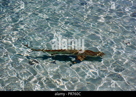 Requin Carcharhinus melanopterus requin, nage, dans une plage peu profonde, Ant Atoll, Pohnpei, États fédérés de Micronésie Banque D'Images
