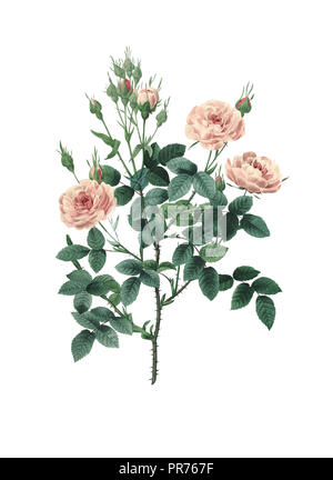 19ème siècle Illustration d'un pompon rose. Gravure par Pierre-Joseph Redoute. Publié dans Choix des Plus Belles fleurs, Paris (1827). Banque D'Images