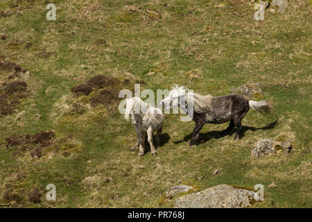 Chevaux poneys Eriskay sauvage sauvage sur l'Île Sainte, en Écosse, dans le Nord de l'Europe Banque D'Images