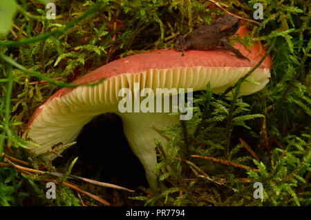 Grenouille sur russula rouge et cap vert en mousse de forêt près de la jambe de champignons ant Banque D'Images