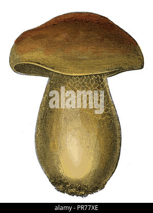 19ème siècle illustration de Boletus edulis, communément appelé le bolet (ainsi que penny bun, porcino ou cep) . Publié dans Systematischer Bilder Banque D'Images