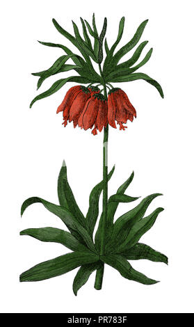 19ème siècle illustration de Fritillaria imperialis, connu sous le nom de Couronne impériale ou de la couronne du Kaiser. Publié dans Bilder-Atlas Systematischer zum Conversat Banque D'Images