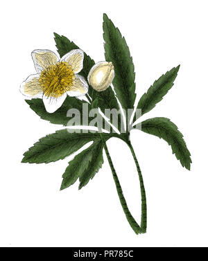 19ème siècle illustration de l'Helleborus niger, également connu sous le nom de rose de Noël ou hellébore noir. Publié dans Bilder-Atlas Systematischer zum Conversat Banque D'Images