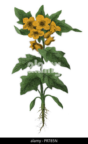 19ème siècle Illustration d'Hyoscyamus niger jusquiame noire, connu sous le nom de la morelle noire, puant ou la jusquiame noire. Publié dans Bilder-Atlas Systematischer zum Co Banque D'Images