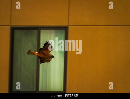 Salt Lake City Hawk urbain en vol Banque D'Images