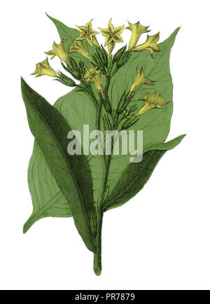 19ème siècle illustration de Nicotiana tabacum, ou de tabac cultivé. Publié dans Bilder-Atlas Systematischer zum Conversations-Lexikon Ikonographi, Banque D'Images