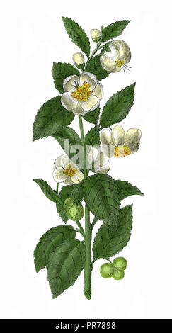 illustration du camellia ou de thea chinensis au siècle 19th. Publié dans Systematischer Bilder-Atlas zum conversations-Lexikon Banque D'Images