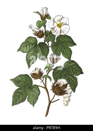 19ème siècle illustration de Gossypium hirsutum, également connu sous le nom de coton upland ou du coton. Publié dans Bilder-Atlas Systematischer zum Conversat Banque D'Images