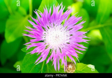 Fleurs d'un drap sur une journée ensoleillée. Une photo en gros plan. Banque D'Images