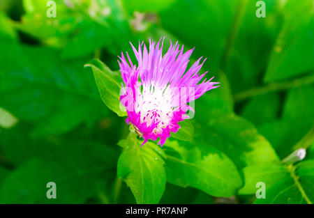 Fleurs d'un drap sur une journée ensoleillée. Une photo en gros plan. Banque D'Images