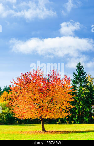 Vue sur belle coulored arbre de paysage d'automne en Allemagne Banque D'Images