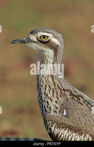 Pierre-Bush curlew en Far North Queensland Australie Banque D'Images