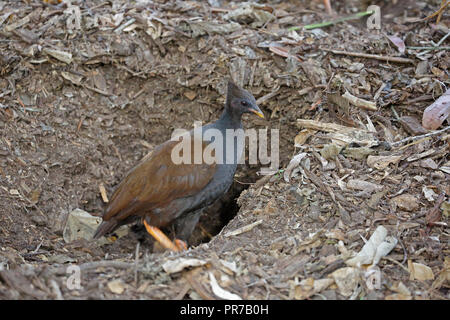 Les putois d'Scrubfowl Orange creuser un nid en Far North Queensland Australie Banque D'Images