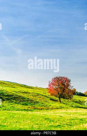 Vue sur belle coulored arbre de paysage d'automne en Allemagne Banque D'Images