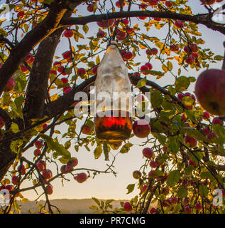 Piège mortel, frelons piégés dans une bouteille sur apple tree Banque D'Images