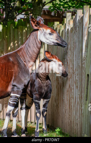 Okapi bébé avec sa maman sur une journée ensoleillée Banque D'Images