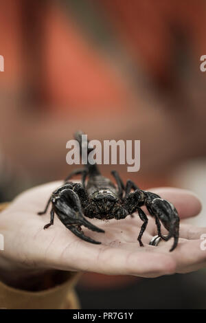 Personne tenant scorpion noir malaisien (Heterometrus spinifer) Banque D'Images