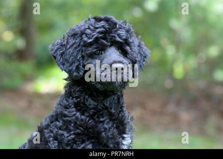 Un chiot chien d'eau Portugais noir - tête et épaules à l'extérieur à l'automne Banque D'Images