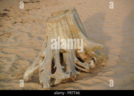 Un grand tronc d'arbre sec blanc sur une plage de sable rouge, North Shore, Île-du-Prince-Édouard, Canada Banque D'Images