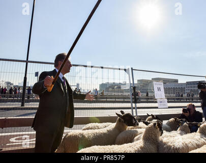 Londres, Royaume-Uni. Le 30 septembre 2018. Alan Titchmarsh personnalité TV entraîne les moutons de l'autre côté du pont. La Worshipful Company of Woolmen Lecteur de moutons à travers le pont de Londres. Crédit : Matthieu Chattle/Alamy Live News Banque D'Images