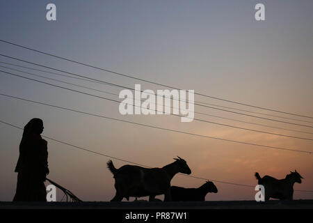 Dhaka, Bangladesh. Sep 30, 2018. Une femme et son bouc sont silhouetté contre le soleil comme elle les accueil dans les exilés d'Gabtoli, un quartier de Dhaka. Credit : MD Mehedi Hasan/ZUMA/Alamy Fil Live News Banque D'Images